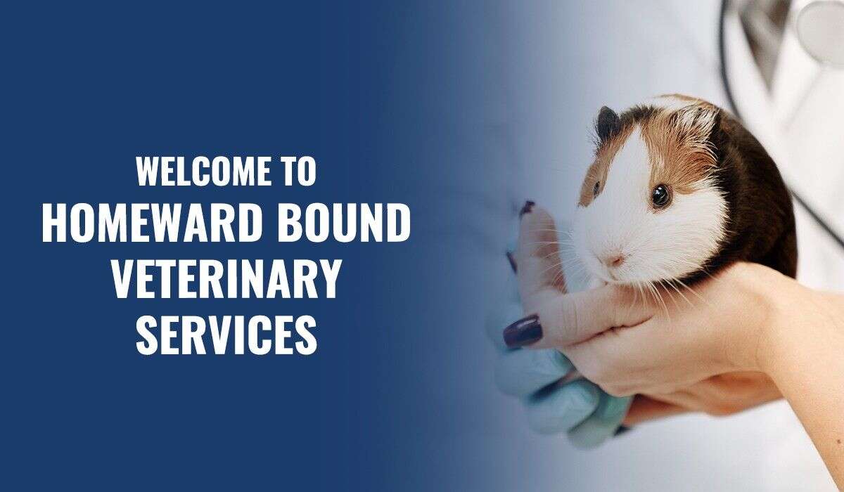 A veterinarian gently holds a guinea pig beside the text "Welcome to Homeward Bound Veterinary Services.