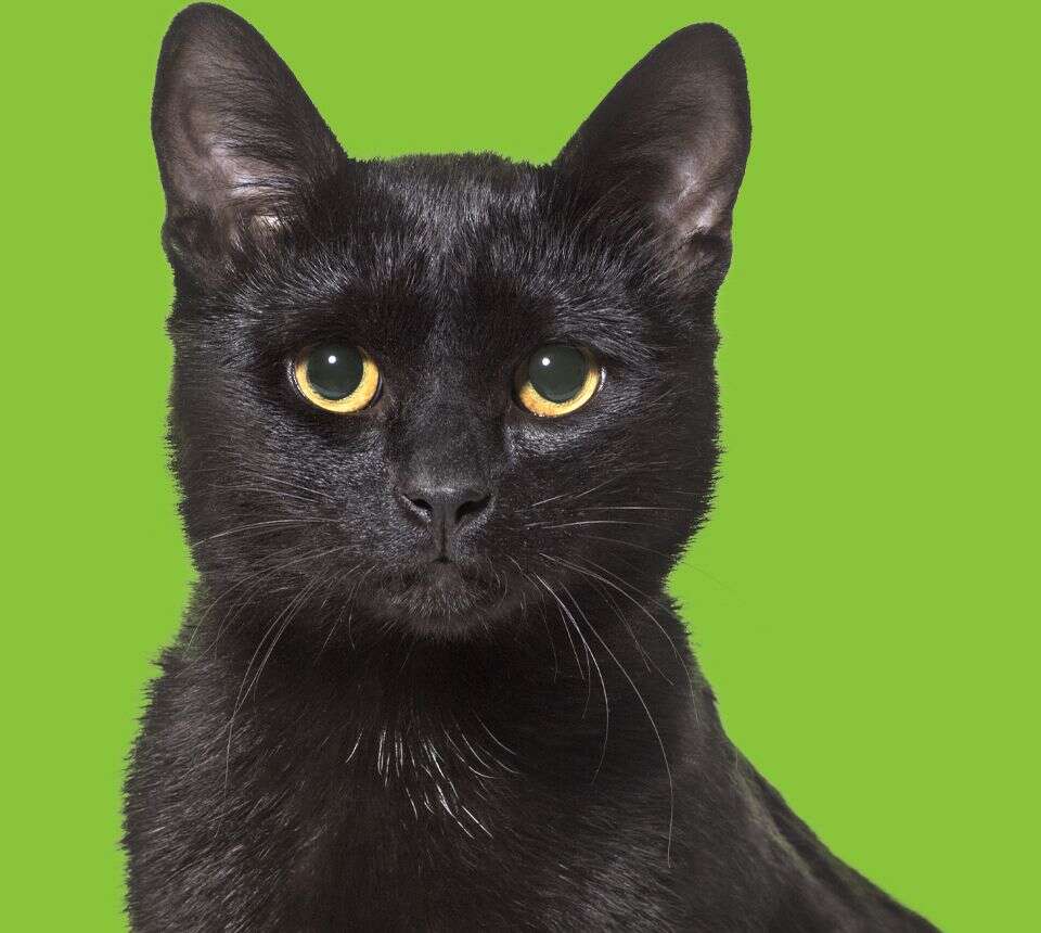 Black cat with bright yellow eyes looking directly ahead against a green background.