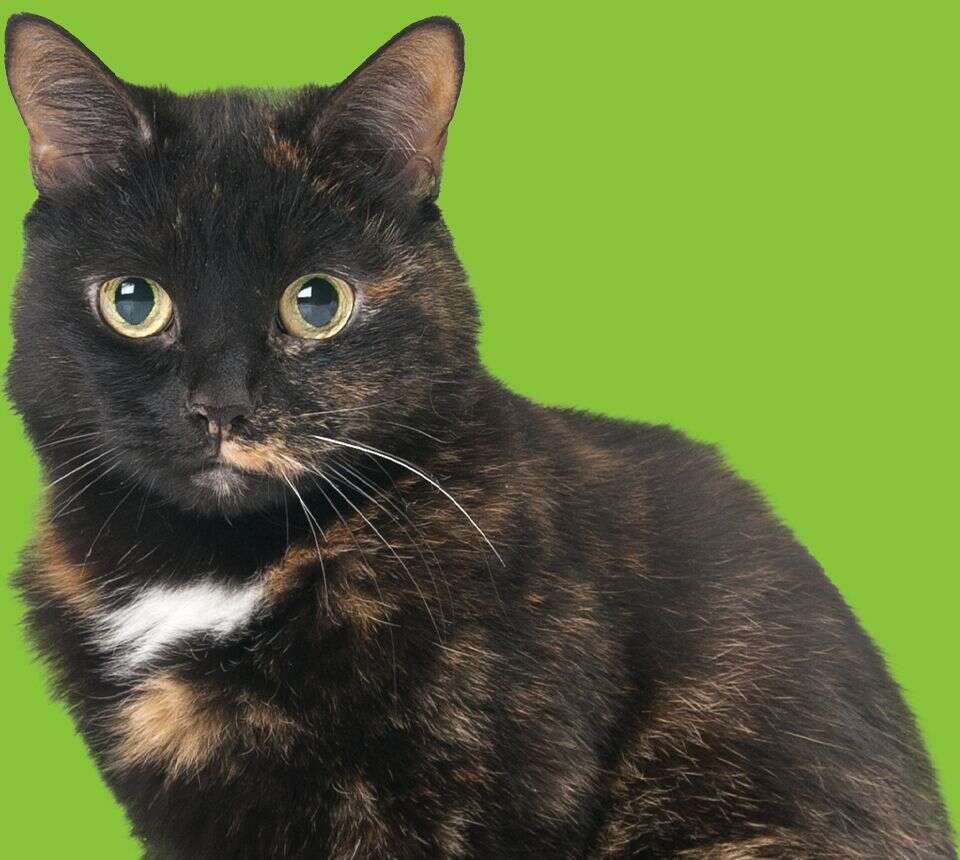 Tortoiseshell cat with wide eyes and a white patch on its chest, set against a solid green background.