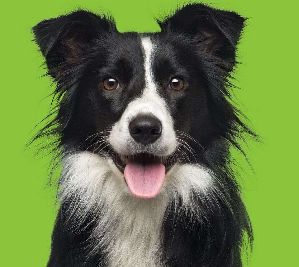 A black and white Border Collie with its tongue out, set against a green background.