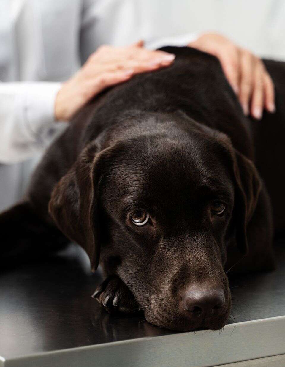 A black dog lies on a table, looking sad, with a person's hand gently resting on its back.