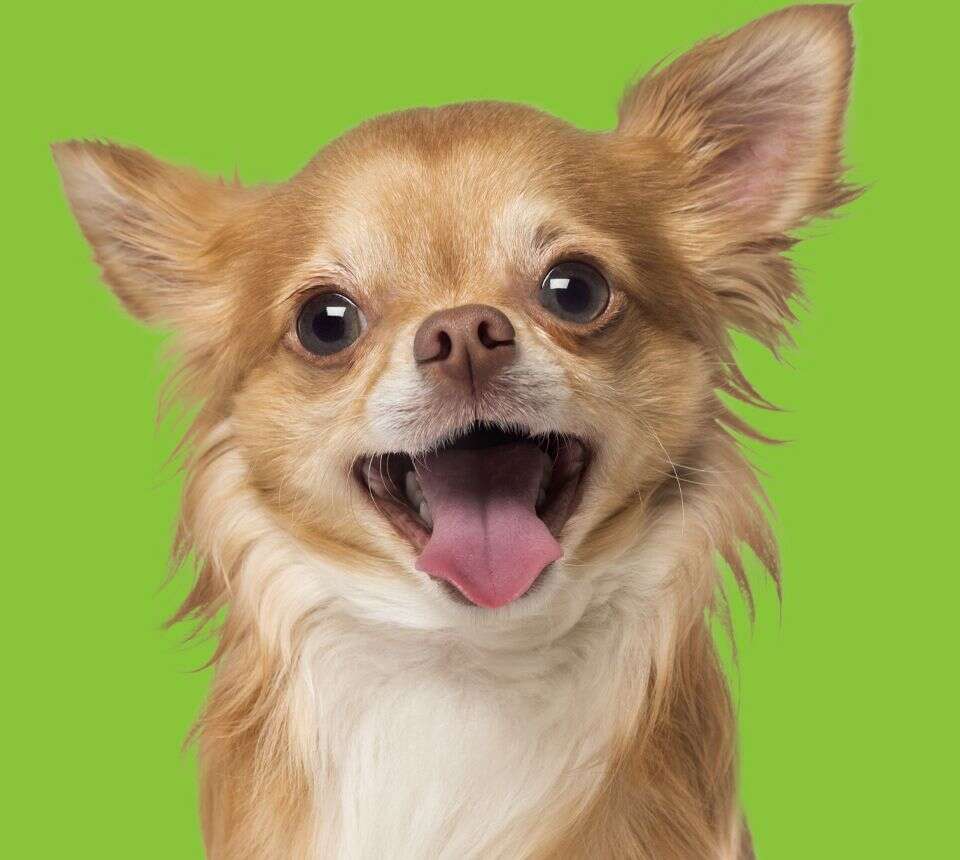 A happy, long-haired Chihuahua with its tongue out, against a green background.