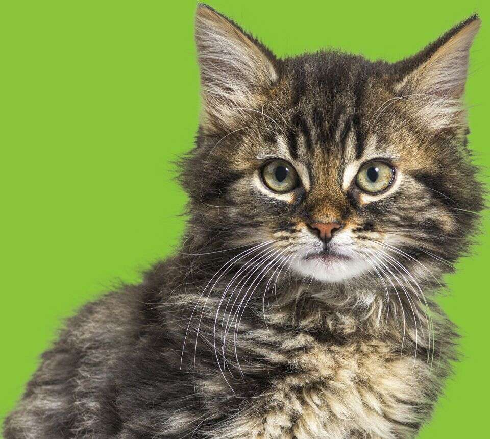 Fluffy tabby kitten with green eyes against a green background.