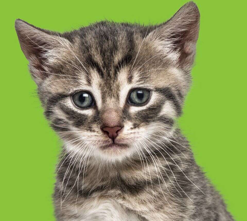 A close-up of a tabby kitten with large eyes and prominent stripes against a green background.
