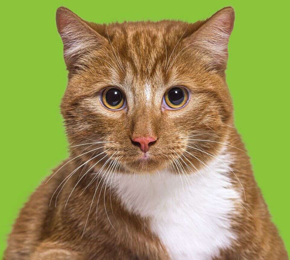 A ginger and white cat with wide eyes and pointed ears against a green background.