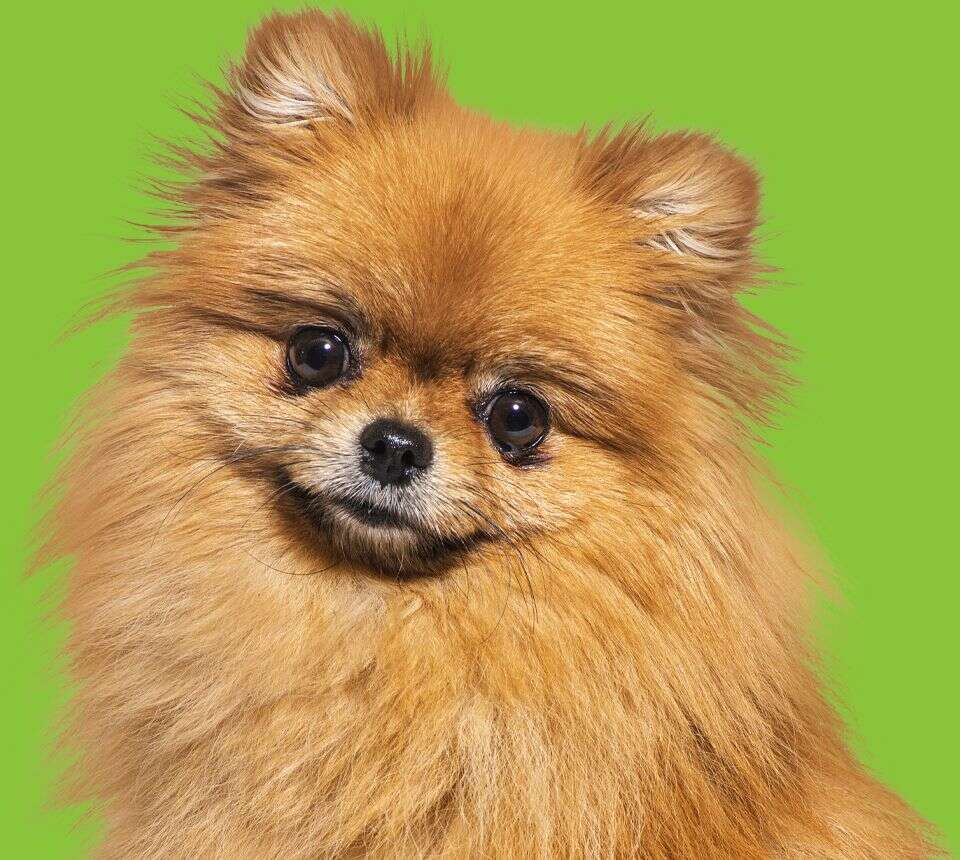 Fluffy brown Pomeranian with big eyes and perked ears against a green background.