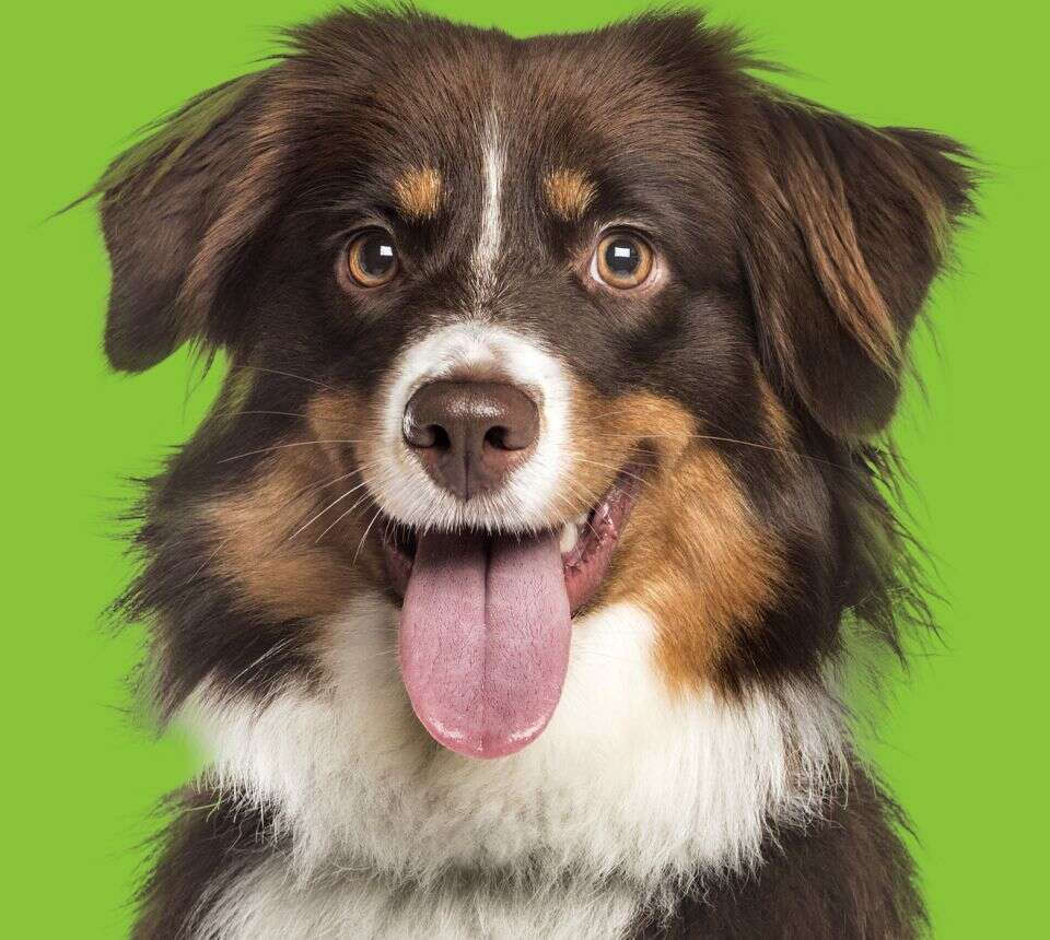 A happy dog with a brown, black, and white coat, tongue out, against a green background.