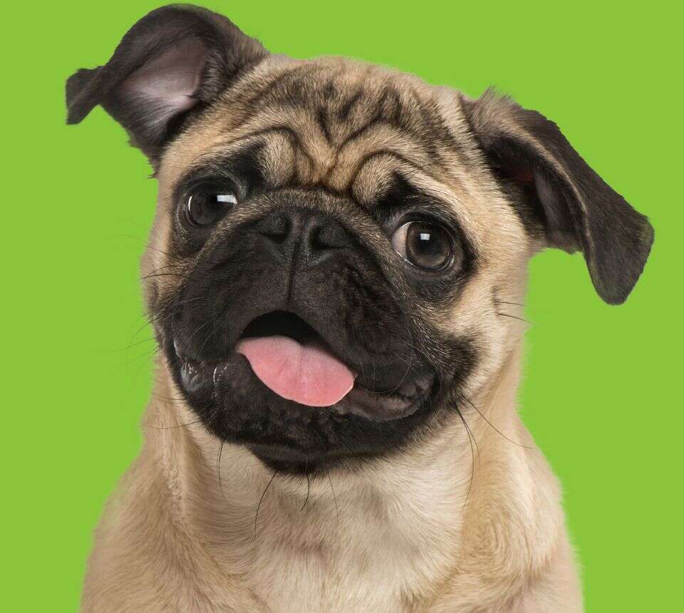 A pug with a wrinkled face and open mouth, showing its tongue against a green background.