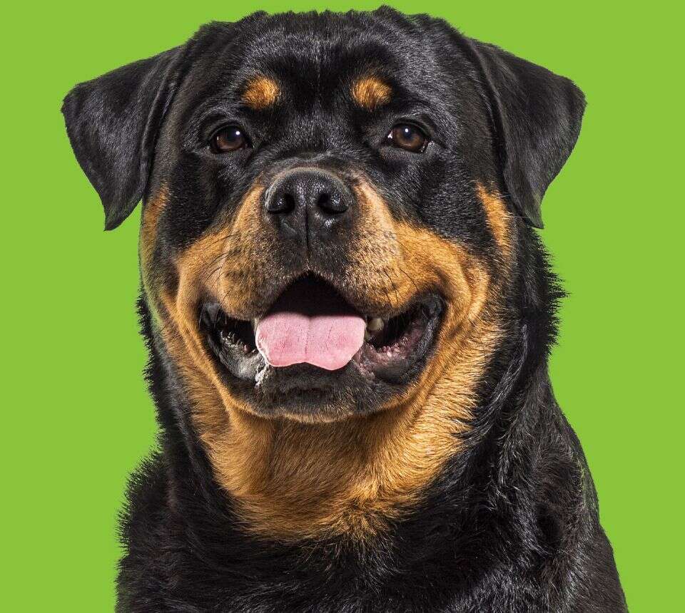 A happy Rottweiler with a shiny coat, panting with its tongue out against a bright green background.