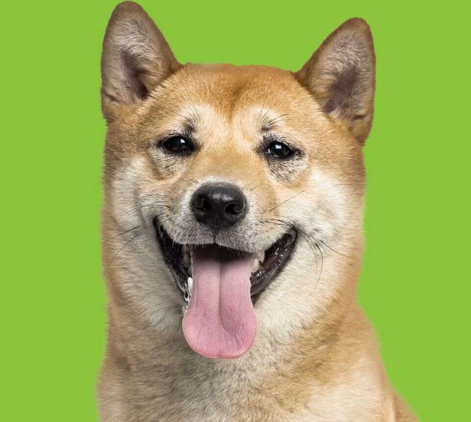 A Shiba Inu with a wide smile and tongue out, facing forward against a green background.