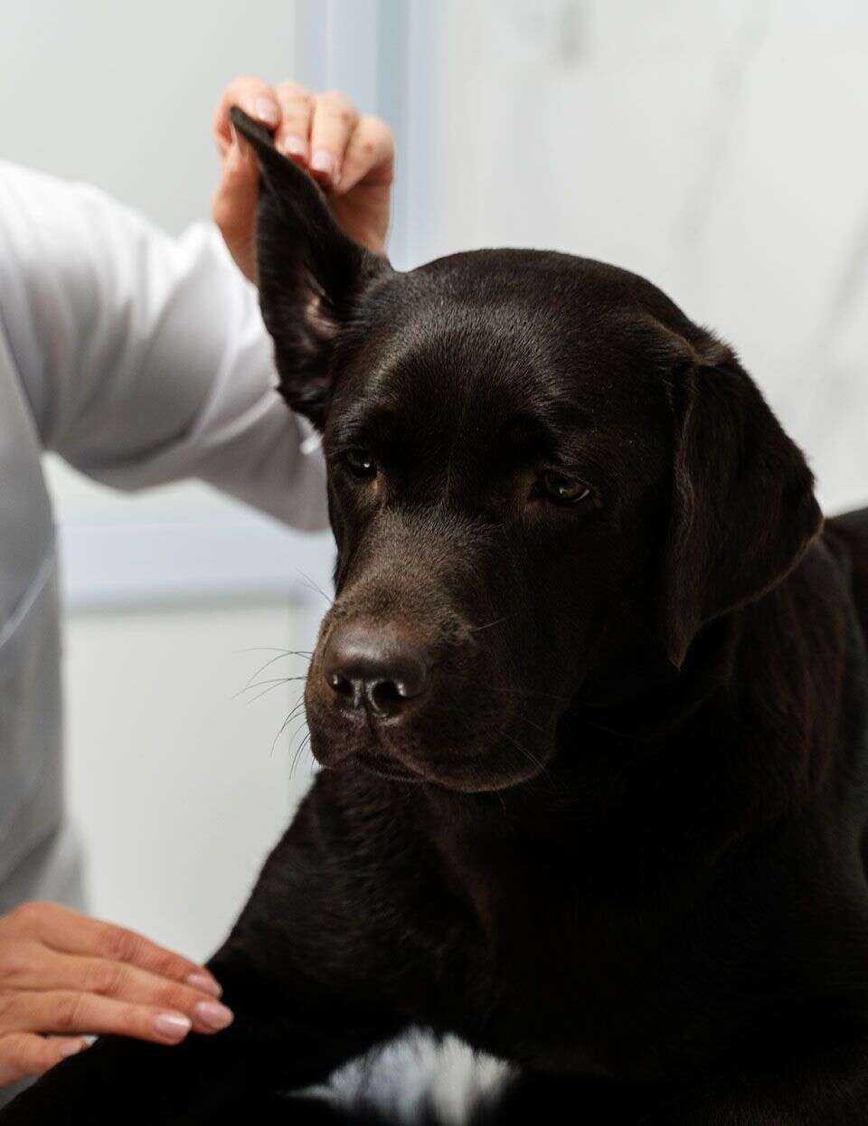 Black Labrador being examined by a veterinarian.